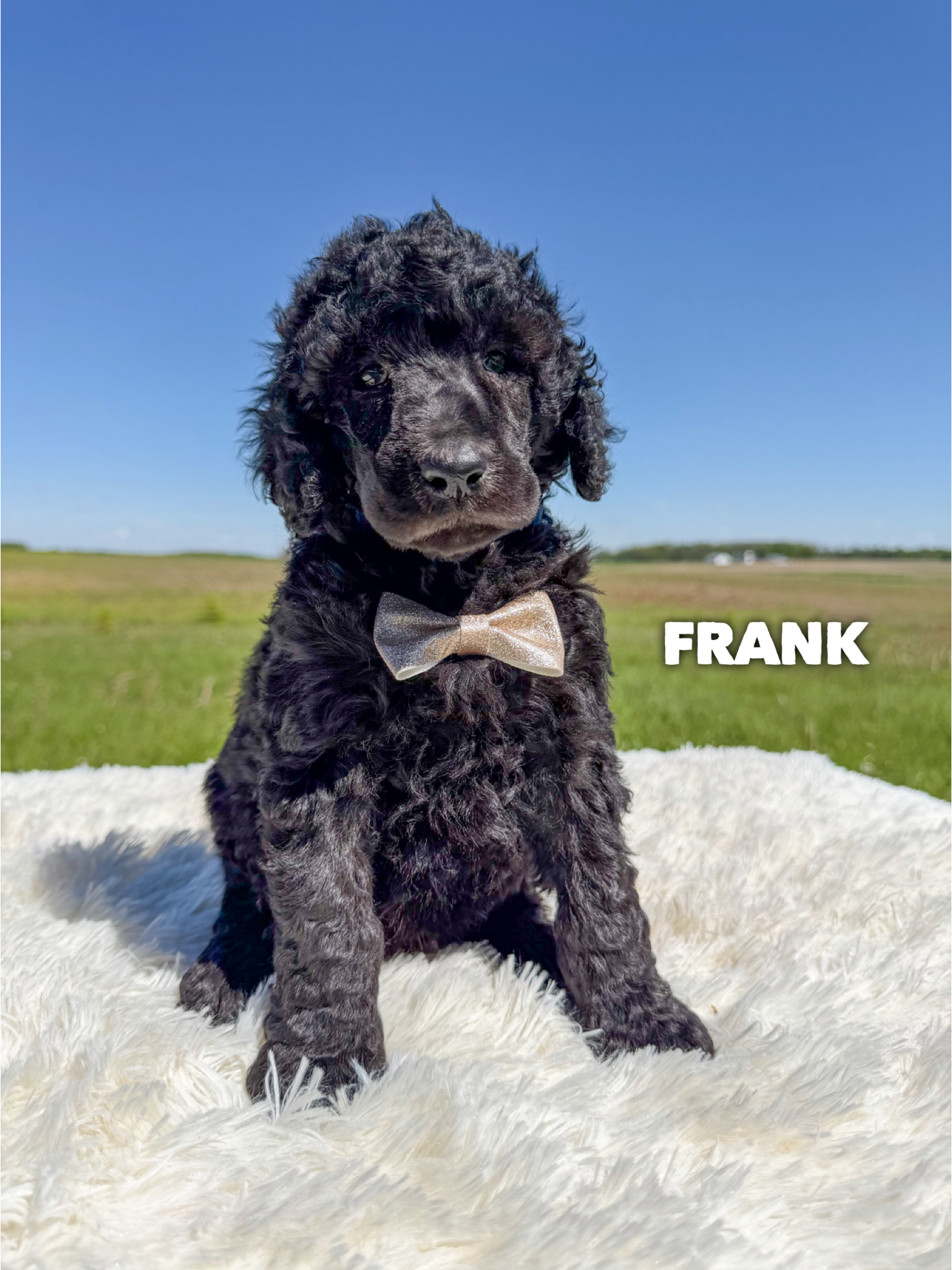 Frank 1